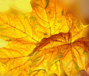 7 цитат из книги Э.Тан «Сто тайных чувств»