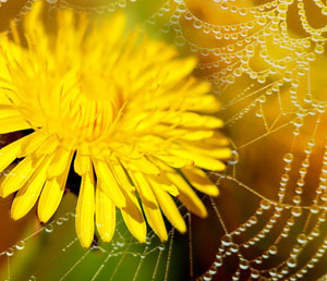 А.Андреев «Мир Тропы» (отзыв)