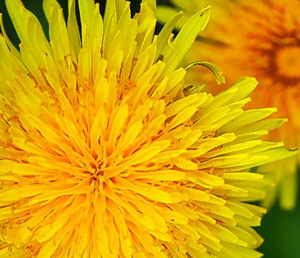 Р.Брэдбери «Вино из одуванчиков» (отзыв)