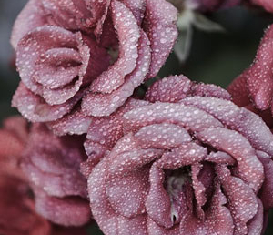 К.Кизи «Над кукушкиным гнездом» (отзыв)