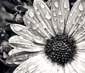 Т.Моррисон «Песнь Соломона» (отзыв)