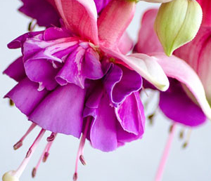 Д.Рубина «На солнечной стороне улицы» (отзыв)