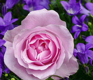 М.Степнова «Женщины Лазаря» (отзыв)