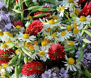 7 цитат из цикла Ф.Абрамова «Братья и сестры»