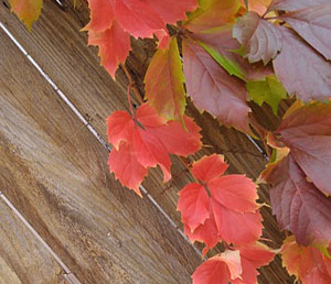 Ф.Абрамов «Братья и сестры» (отзыв)